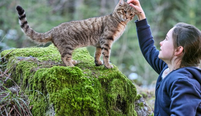 Mon chat et moi, la grande aventure de Rroû