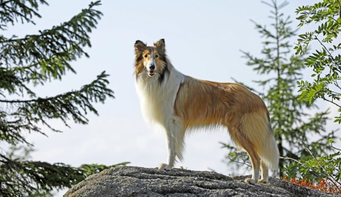 Lassie, La route de l'aventure