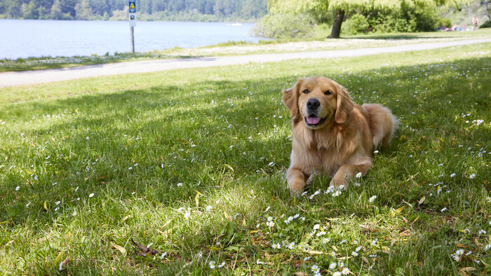 Un chien pour deux