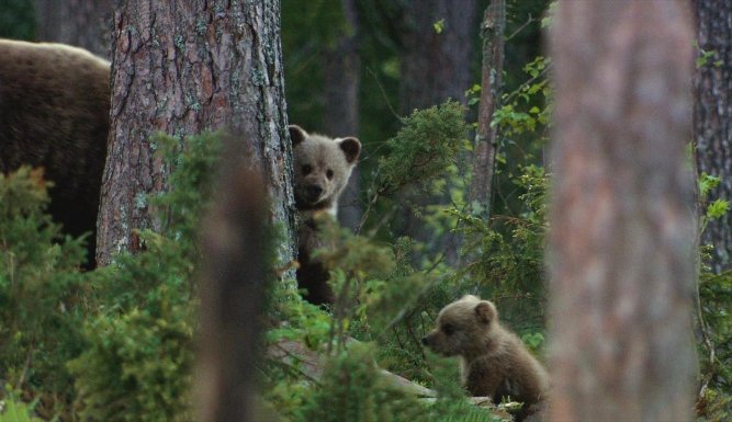 Le clan des ours