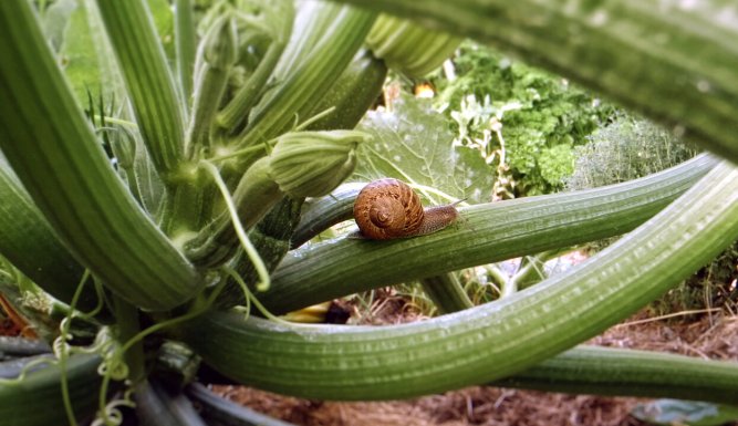 Le petit peuple du potager