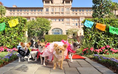 Le chihuahua de Beverly Hills 3: Viva la fiesta !