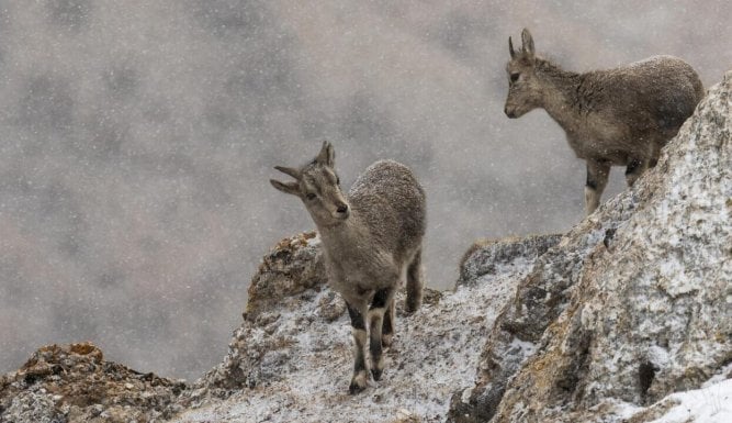 Le royaume glacé de la panthère des neiges