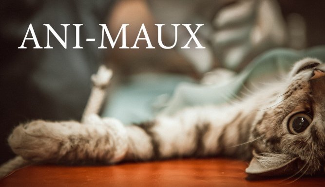 Ani-maux