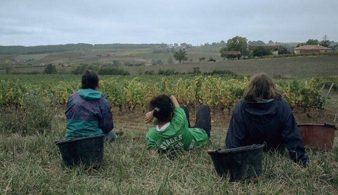 Vendanges