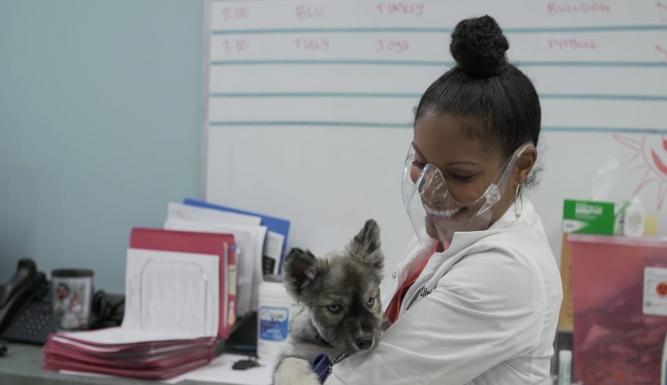 Dr. Joya, véto et dermato