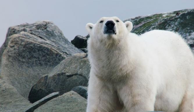 Destination Wild : Arctique