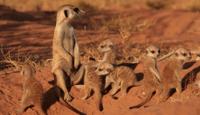 La famille Suricate