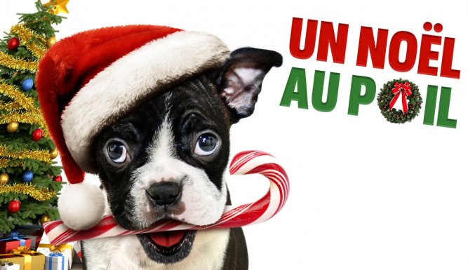 Un noël au poil