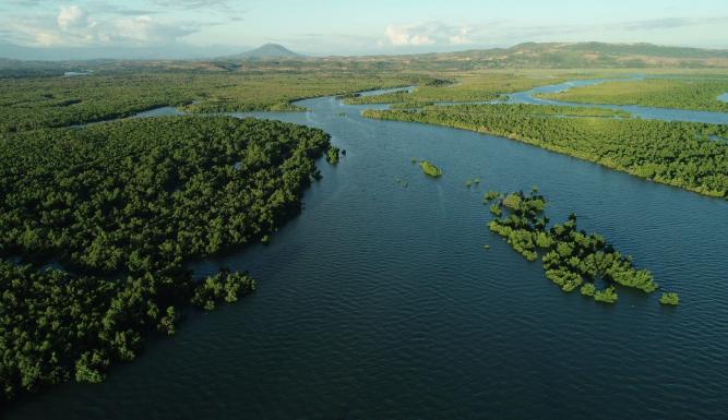 La vie secrète des mangroves