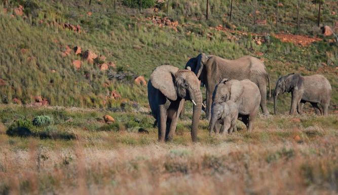 Au secours de la faune africaine