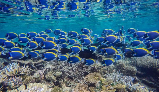 Les îles sauvages de l'océan Indien