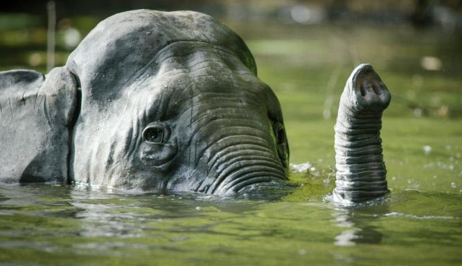 Caméras espions en terre animale