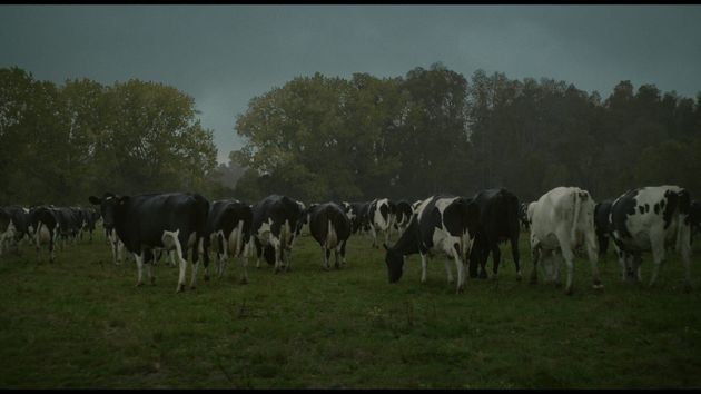 La vache qui chantait le futur