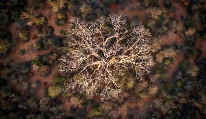 MAMODY le dernier creuseur de baobabs