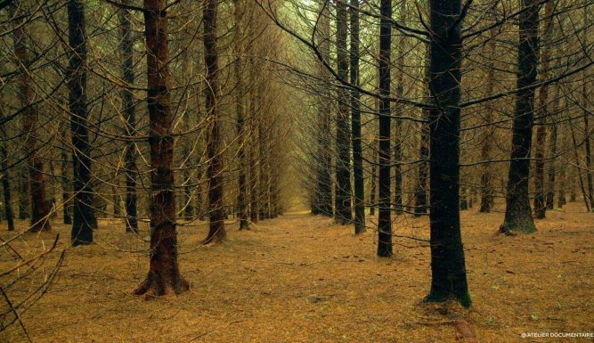 Le temps des forêts