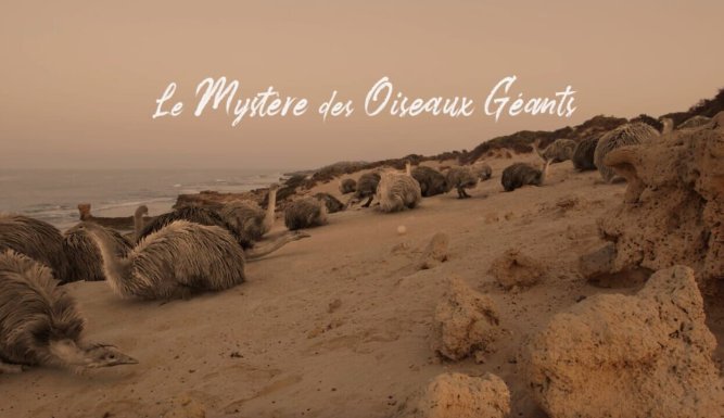 Le mystère des oiseaux géants