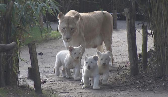 Une saison au zoo