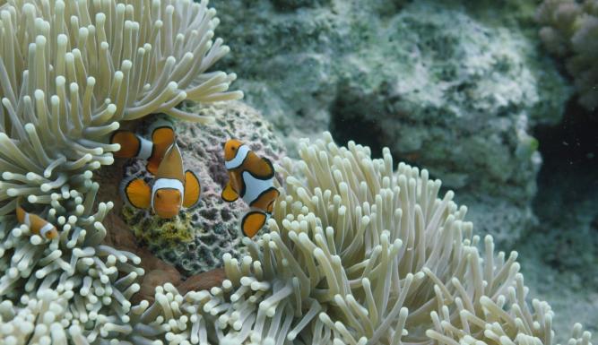 La Grande Barrière de corail : un trésor vivant