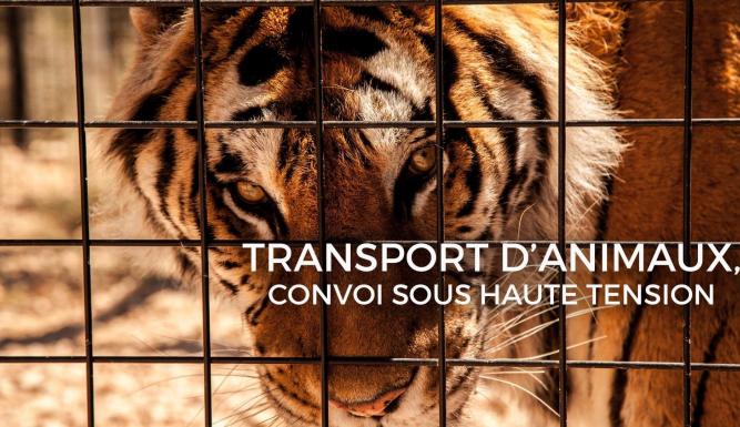 Transport d'animaux : convoi sous haute tension