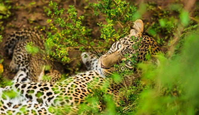 Léoparde : la reine du Serengeti