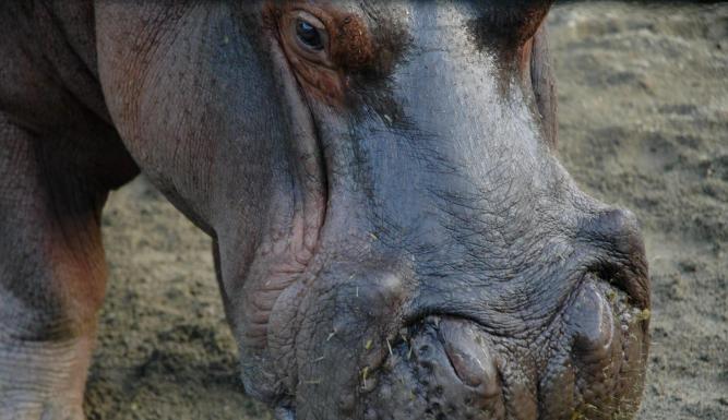 Les hippopotames d'Escobar