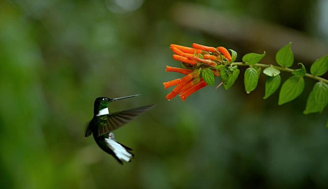 Prodigieux colibris