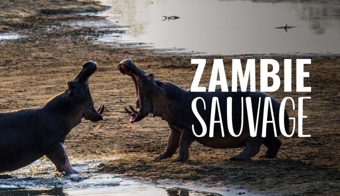 Zambie sauvage