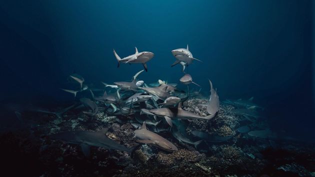 700 requins dans la nuit