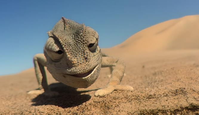 Ces animaux aux pouvoirs insoupçonnés