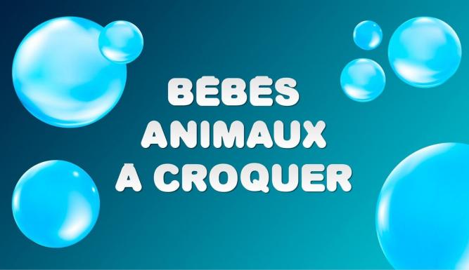 Bébés animaux à croquer