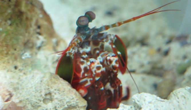 Fascinante Barrière de corail