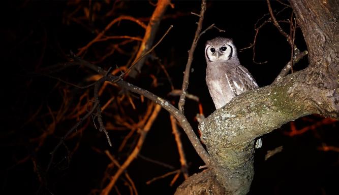 La vie nocturne des animaux