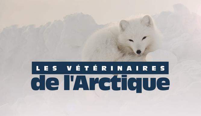 Vétérinaires de l'Arctique