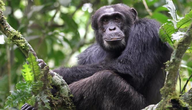 Destination Wild : Congo