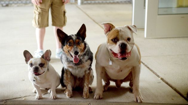 Pups United : supporters de choc