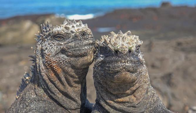 Caméras espions au coeur des océans