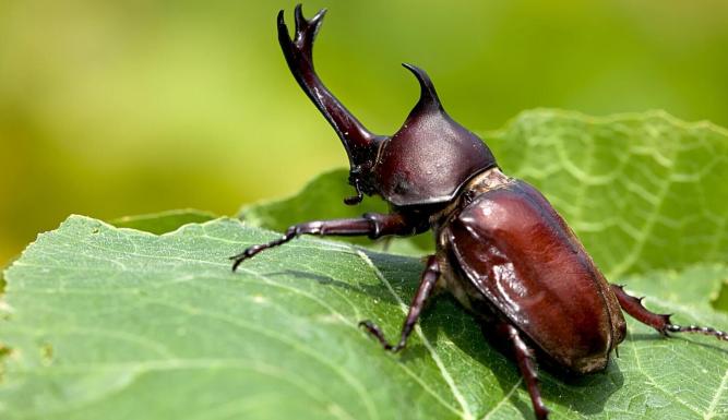 La grande parade des insectes