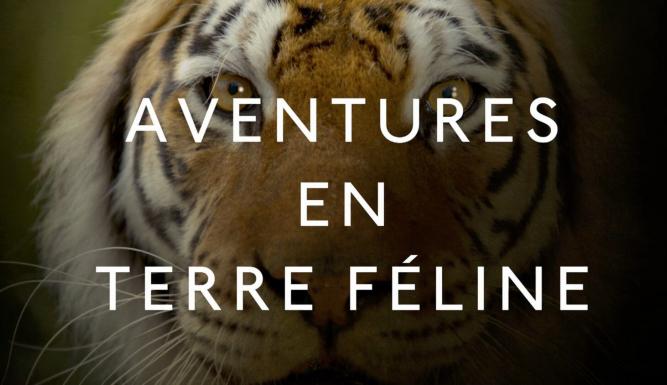 Aventures en terre féline