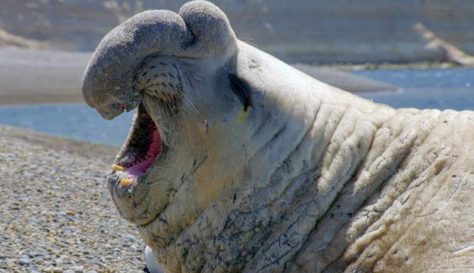 Le langage des animaux