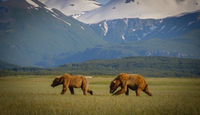 Dans la peau d'un grizzly