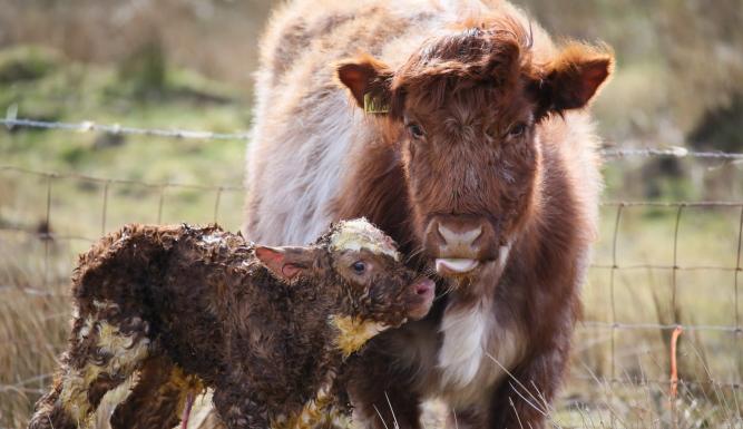 Mamans animales