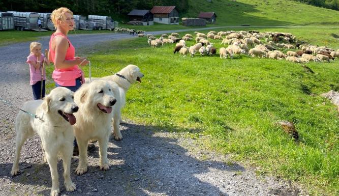 Histoires de chiens suisses