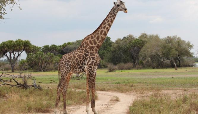 Serengeti : la grande cavalcade des animaux